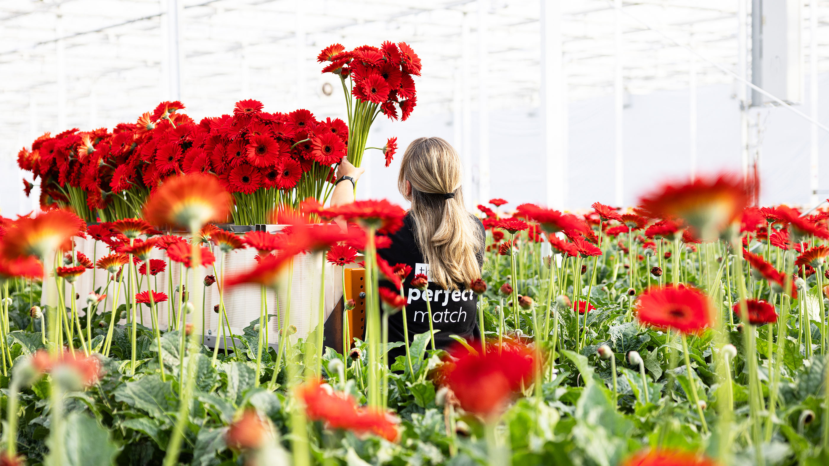 Gerbera United Fotografie