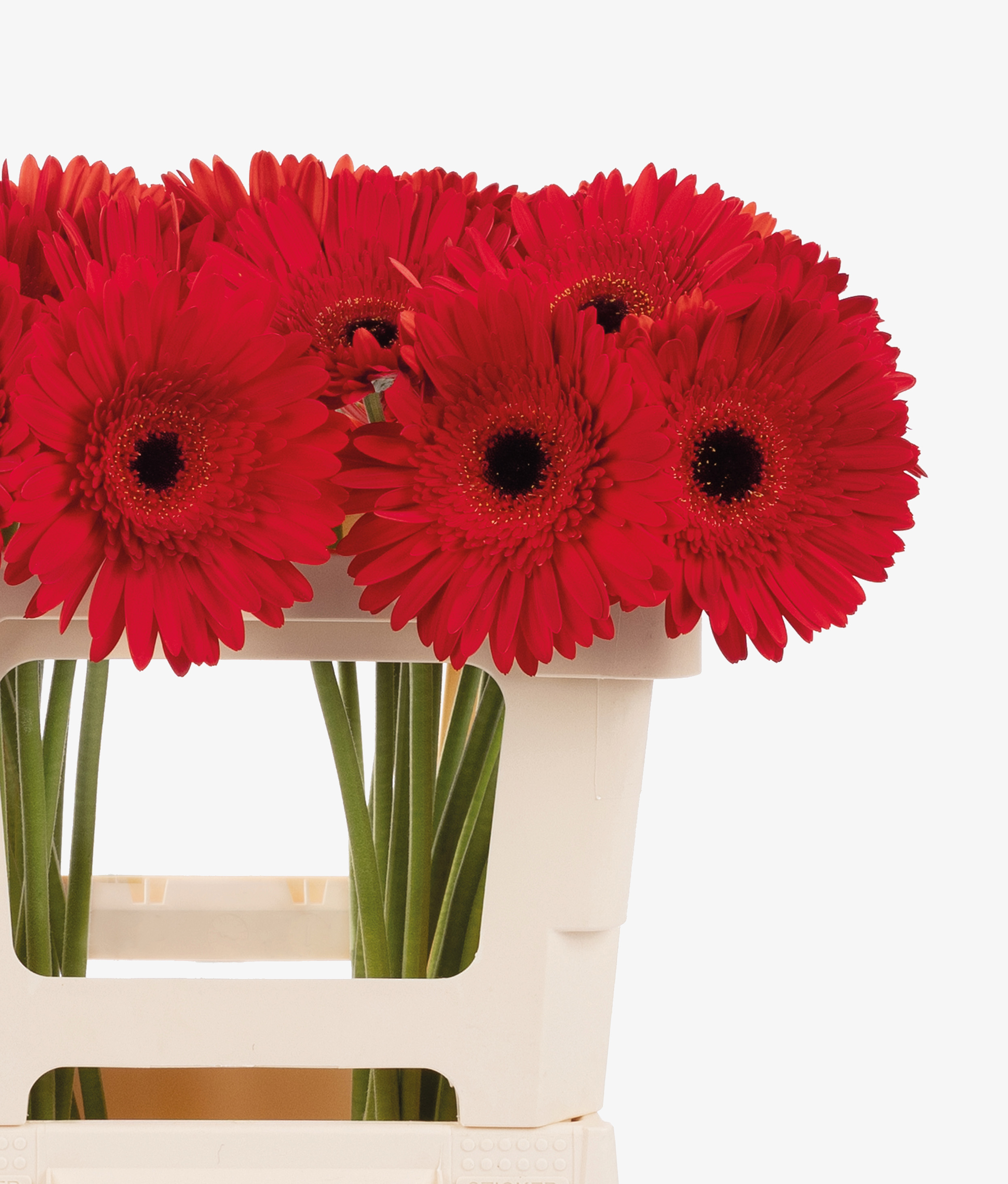 Gerbera United Fotografie