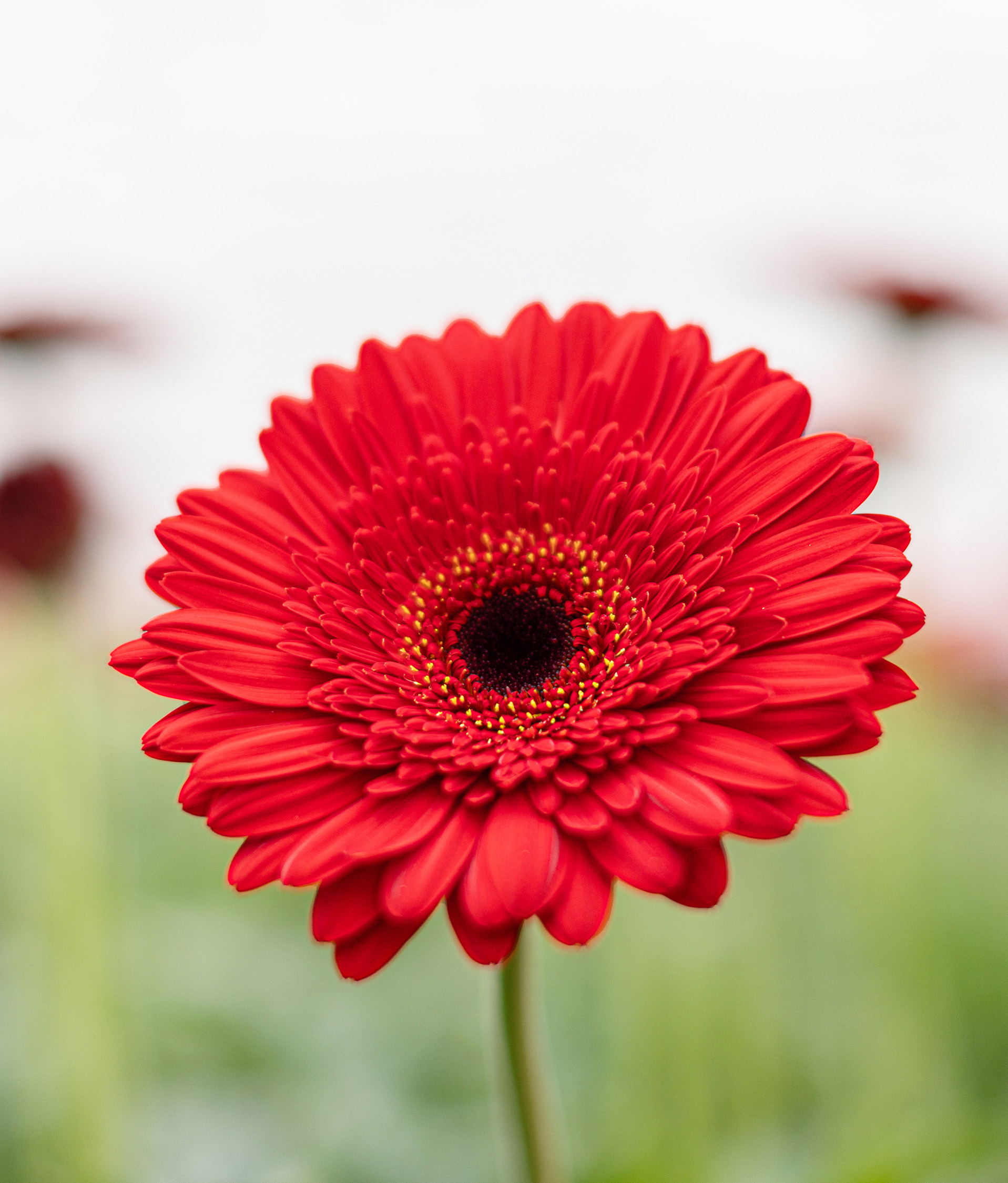 Gerbera United Fotografie